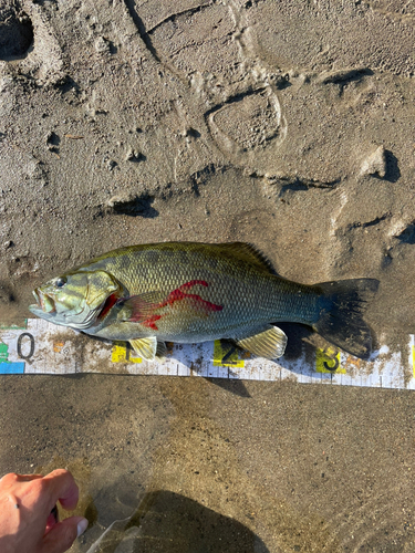 スモールマウスバスの釣果