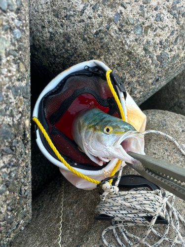 ハマチの釣果