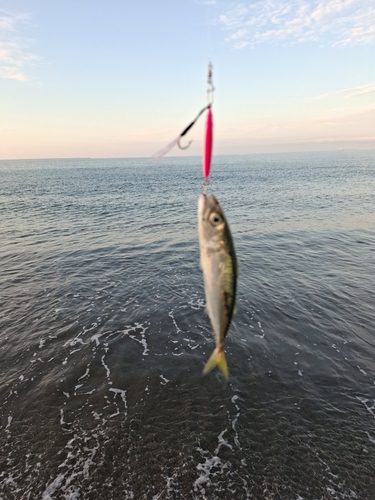 サバの釣果