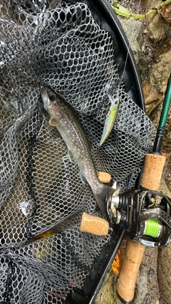 イワナの釣果