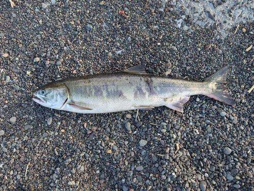 シロザケの釣果