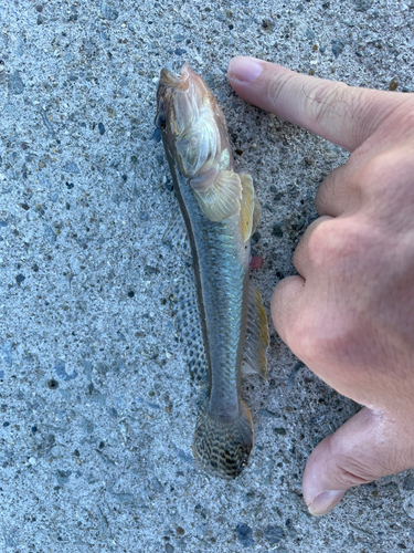 マハゼの釣果