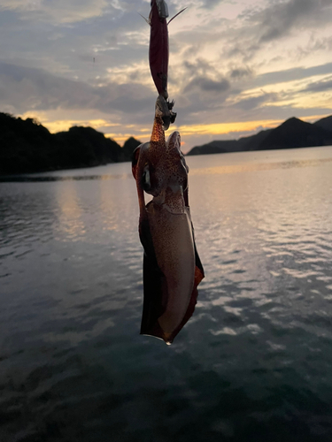 アオリイカの釣果