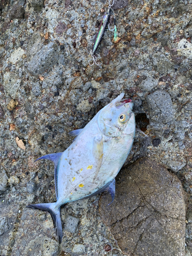 カイワリの釣果