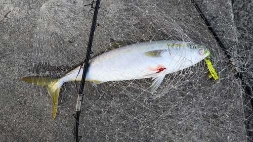 ハマチの釣果