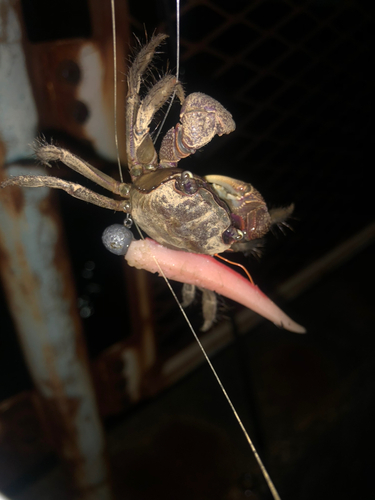 モクズガニの釣果