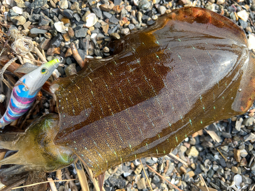 アオリイカの釣果