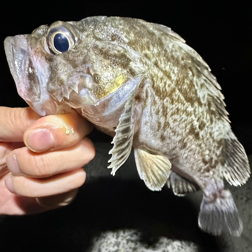 クロソイの釣果