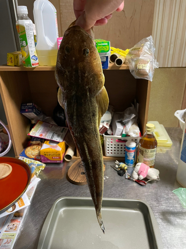 マゴチの釣果