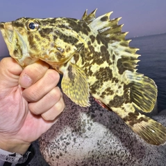 タケノコメバルの釣果