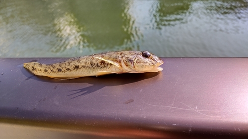 マハゼの釣果