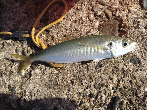 マルアジの釣果