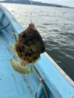 カワハギの釣果