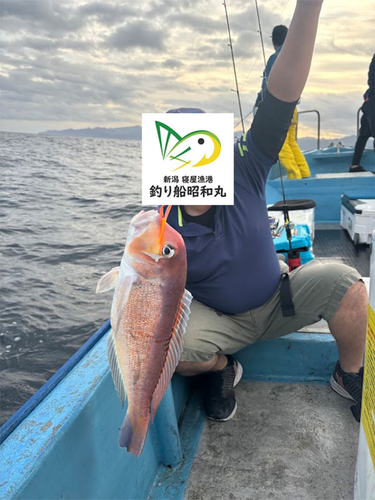 アマダイの釣果