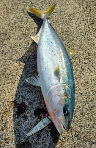 イナダの釣果