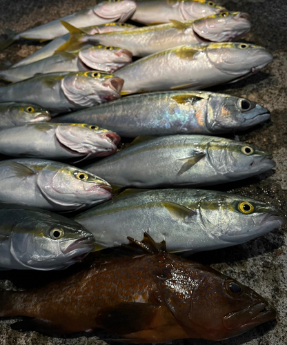 キジハタの釣果