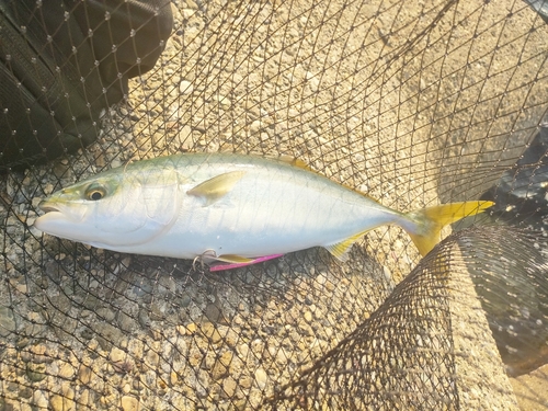 ツバスの釣果