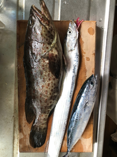 チャイロマルハタの釣果