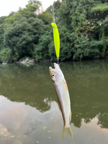 ハスの釣果