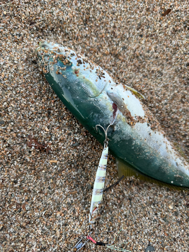 ツバイソの釣果