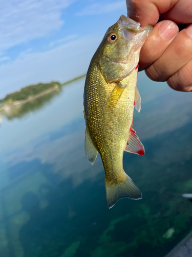 ラージマウスバスの釣果