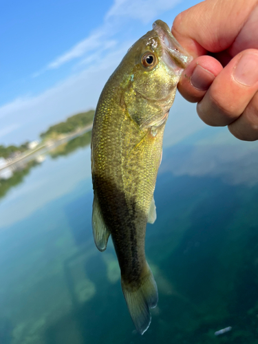 ラージマウスバスの釣果