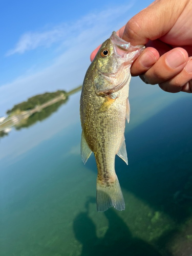 ラージマウスバスの釣果