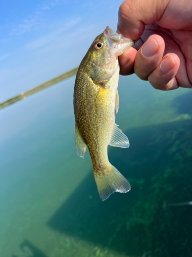 ラージマウスバスの釣果