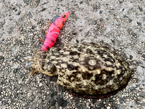 コウイカの釣果