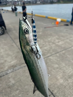 サゴシの釣果