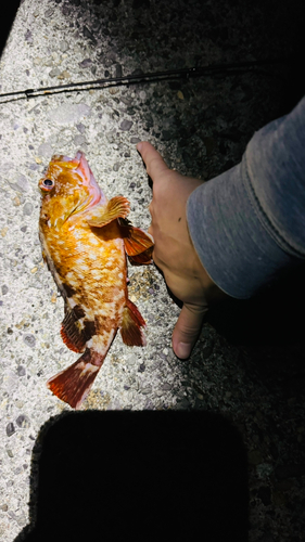 カサゴの釣果