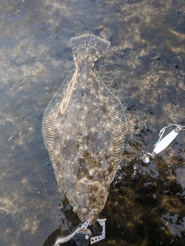 ヒラメの釣果