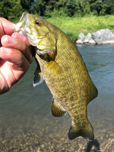 スモールマウスバスの釣果