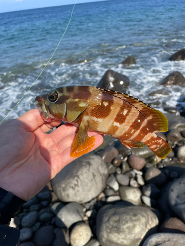 アカハタの釣果