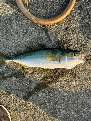 ハマチの釣果