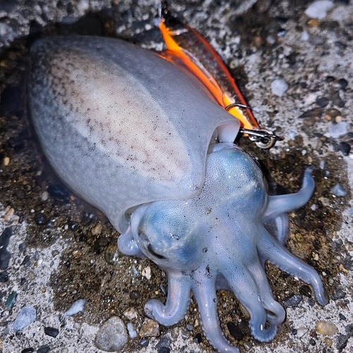 シリヤケイカの釣果