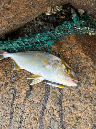 シオの釣果