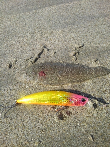 シタビラメの釣果