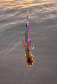 マゴチの釣果