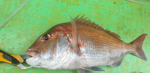 マダイの釣果