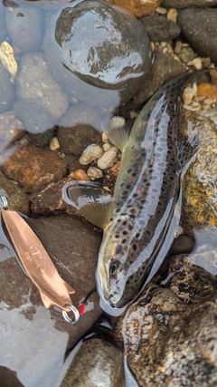 ブラウントラウトの釣果