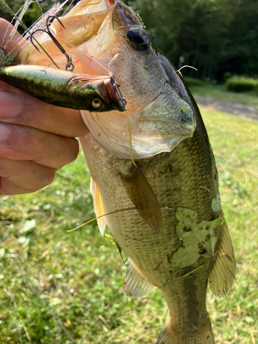 ラージマウスバスの釣果