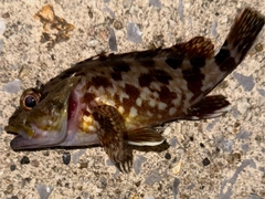 カサゴの釣果