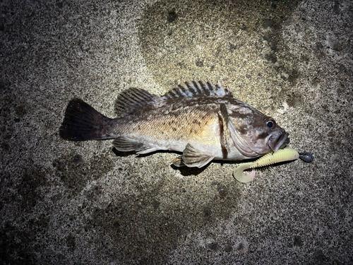 クロソイの釣果