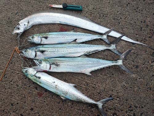 サゴシの釣果