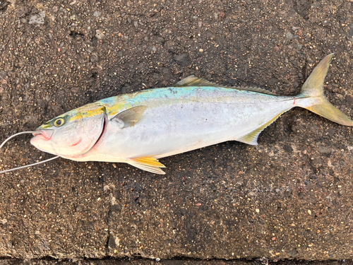 イナダの釣果