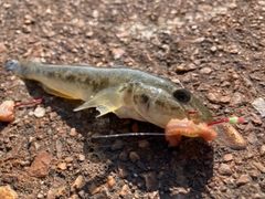 ハゼの釣果