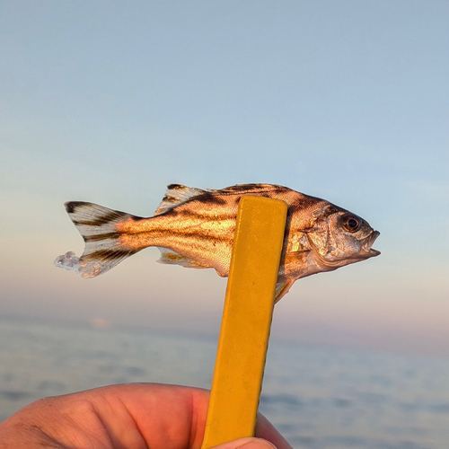 コトヒキの釣果