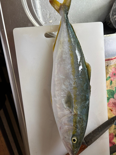 イナダの釣果