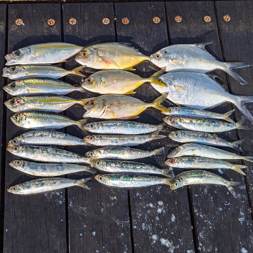 ウルメイワシの釣果